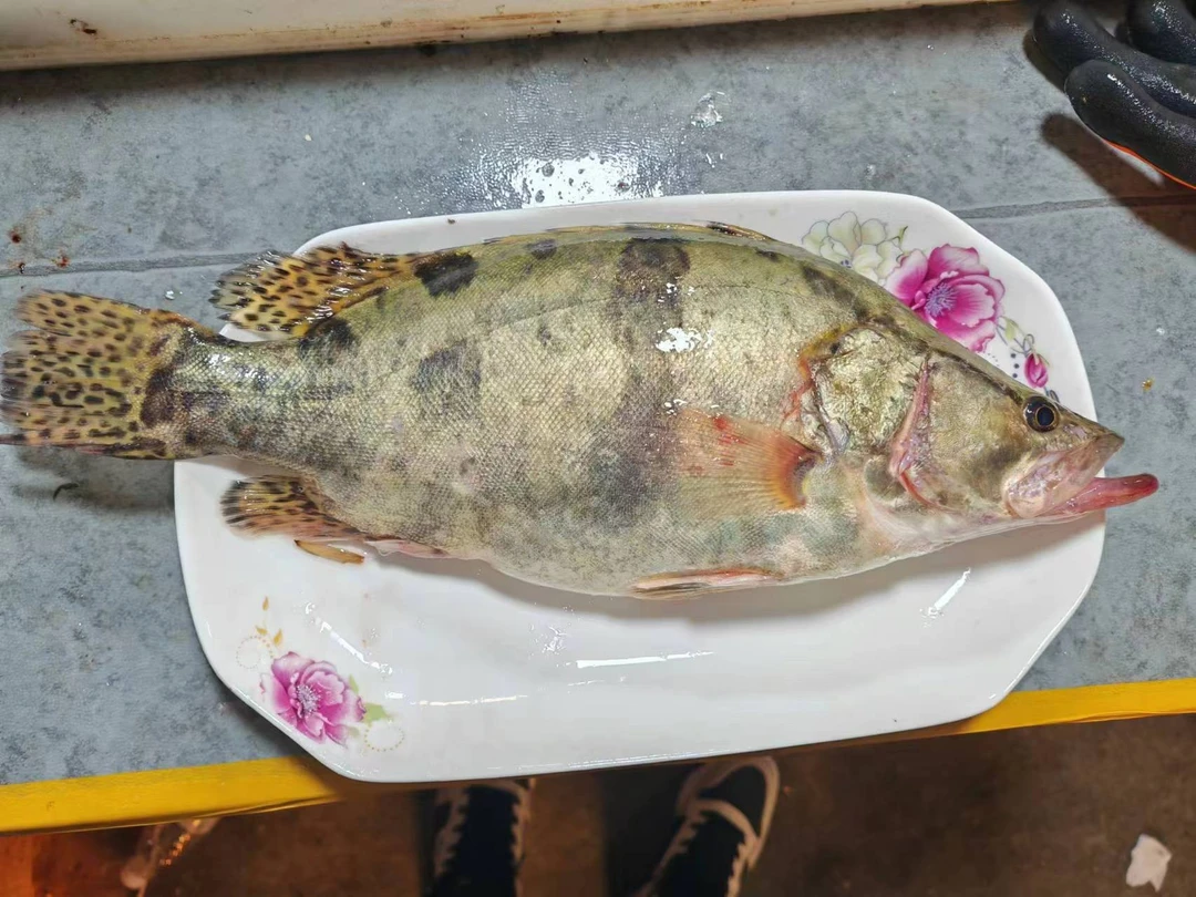【2条】东北淡水鳌花鱼保鲜不保活不支持退款净重4-4.5斤