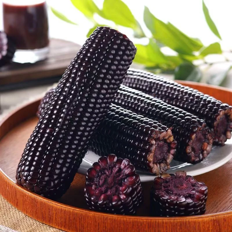 【试吃两支】东北新鲜黑糯玉米拍10送2发12支280-350g一箱8斤左右P