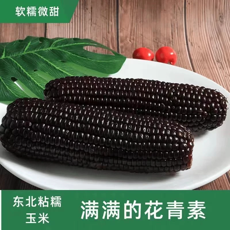 2024年东北新鲜黑糯玉米拍10送4发14根整箱6斤试吃两根K