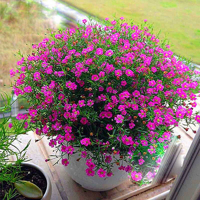 满天星花种子四季播种夏季耐热耐晒花卉阳台庭院植物好养春季简单