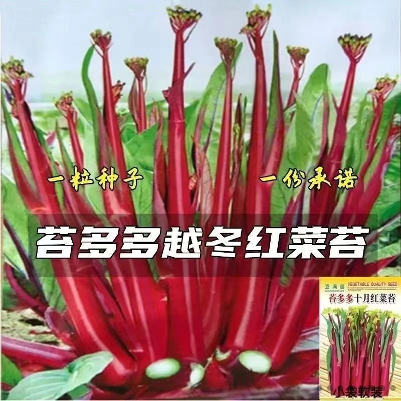 十月红菜苔种子 改良高产 过冬蔬菜 春季秋季种植 阳台抗病寒种籽