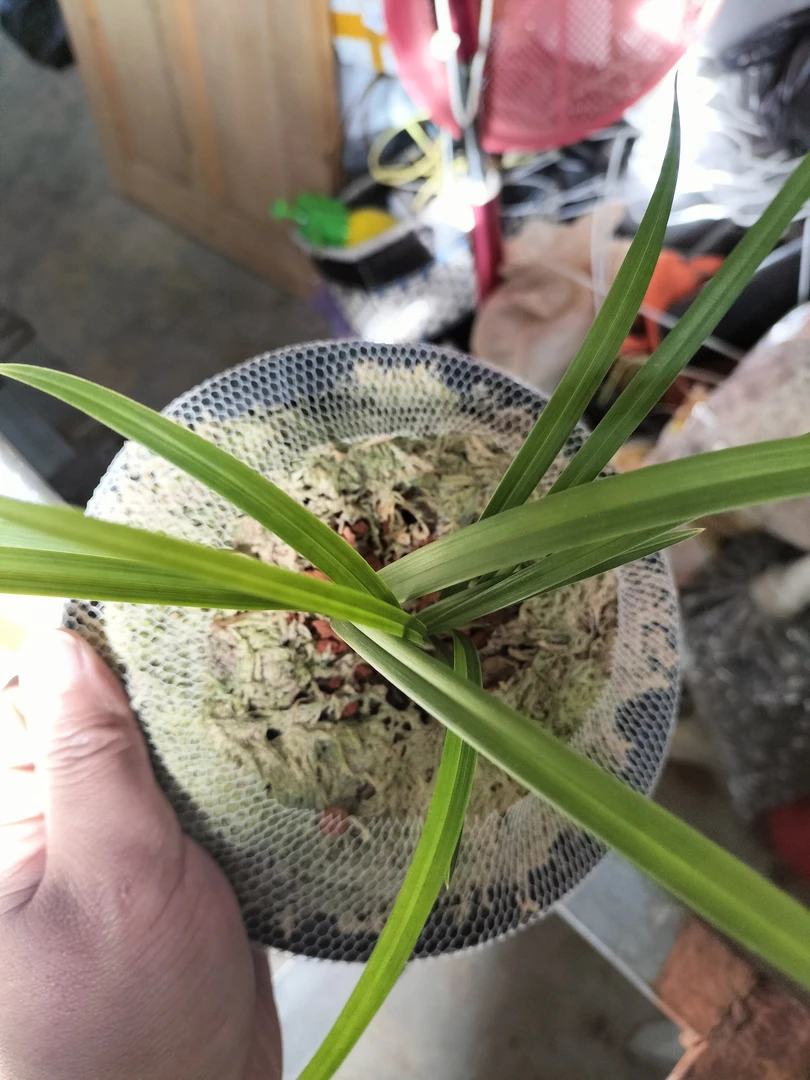 春兰兰花，春兰叶型草，三苗草。