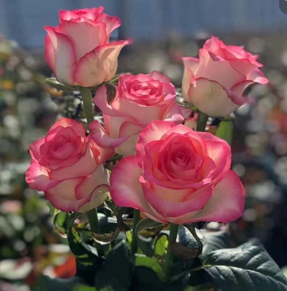 【艾莎公主+大花美人】阿木 春季精品独颗切花月季露天苗四季开花