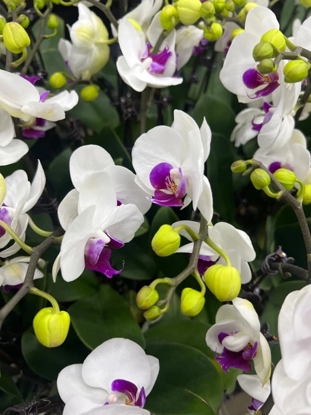 富豪优选（雪玉）蝴蝶兰花期长好养护