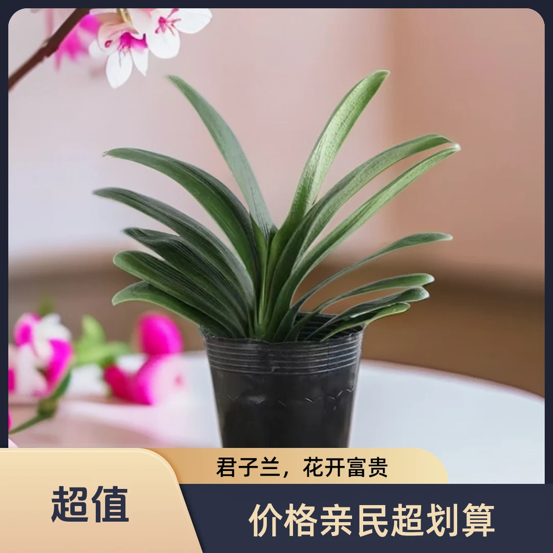 精品无盆君子兰盆栽花卉植物室内绿植四季好养