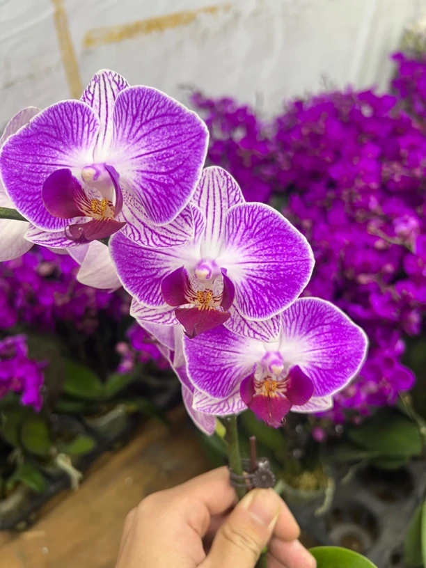 富豪优选（红双喜2-2）蝴蝶兰全花好养护