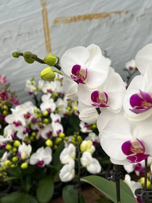 富豪优选（雪玉02）蝴蝶兰白色系花期长好养护