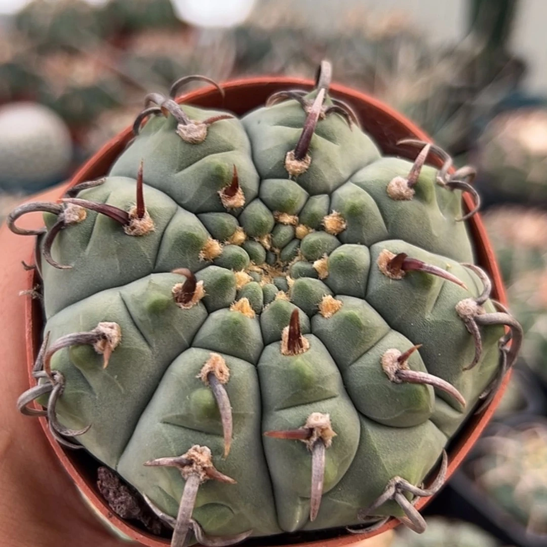 【闪购商品】实生仙人球