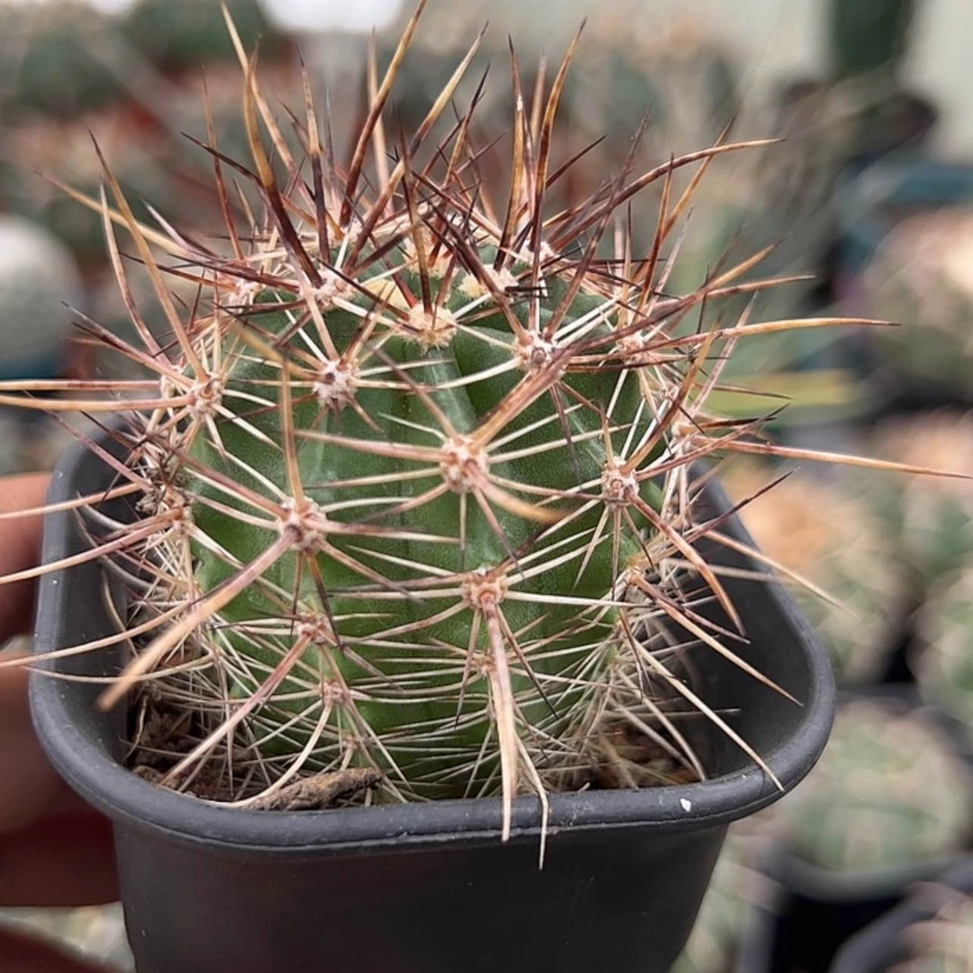 【闪购商品】实生仙人球