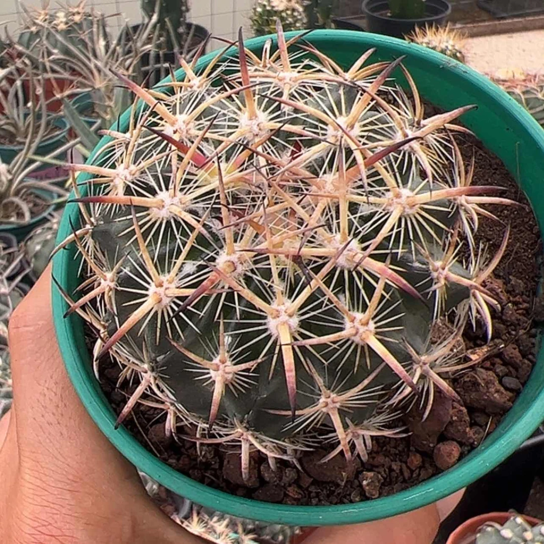 【闪购商品】实生仙人球