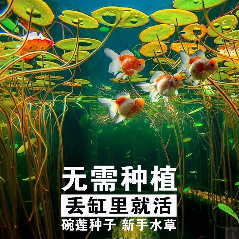 纯水培植物无土鱼缸绿植水草植物活净水鱼池养鱼水养睡莲碗莲盆栽