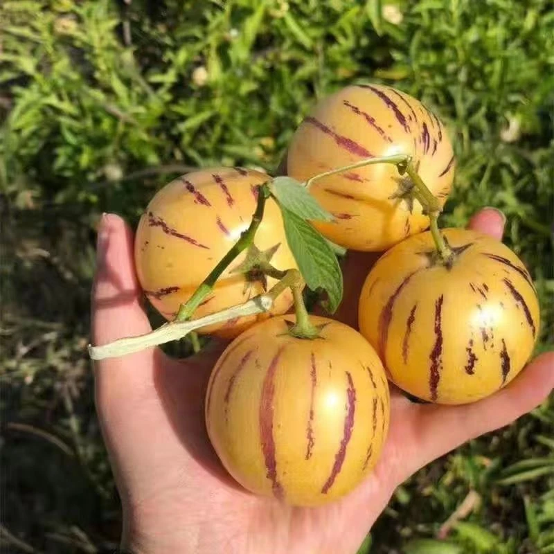 真上熟云南石林人参果自然成熟圆果黄肉清甜多汁