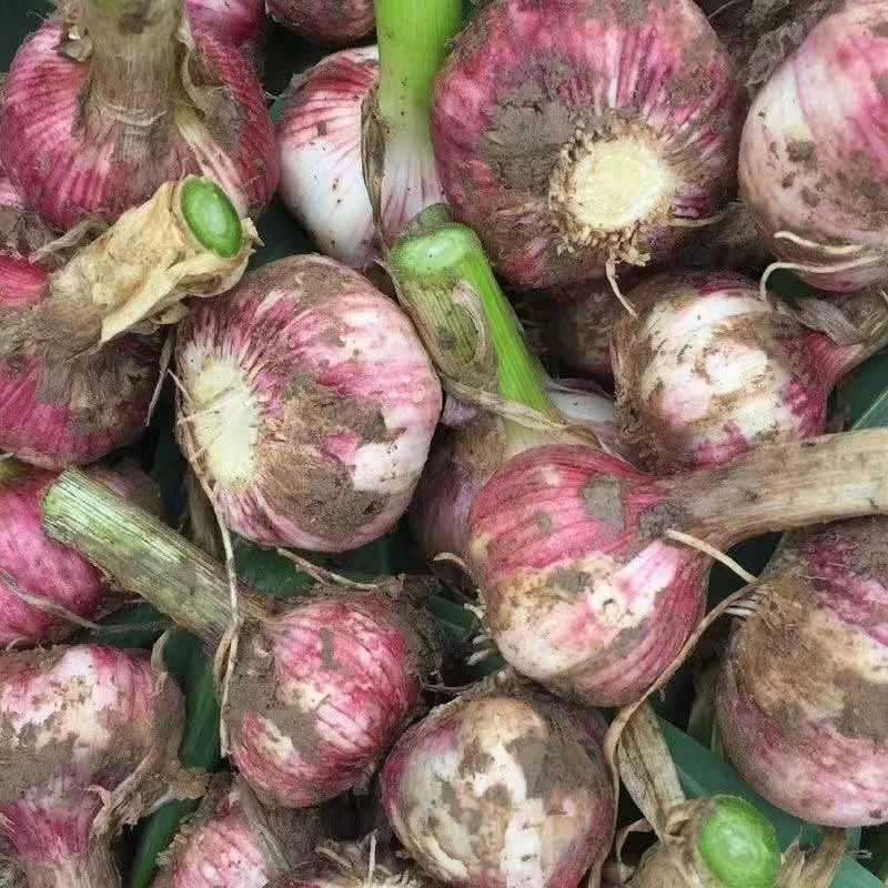 云南现挖紫皮鲜蒜5斤胡佬哥生鲜