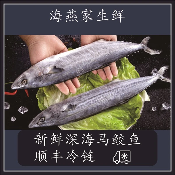 【海燕家海鲜】东海宁波本港马鲛鱼 1斤-1.5斤/条*到手6条7.5斤-8斤