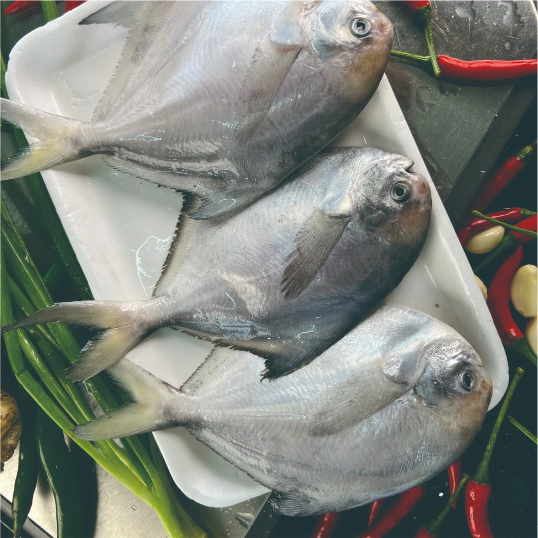 东海冷水本港白银鲳  速冻锁鲜 顺丰冷链发货 4