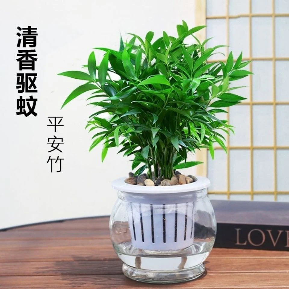 驱蚊新宠竹柏水养 水培植物室内桌面植物盆景 绿植花卉四季好养活