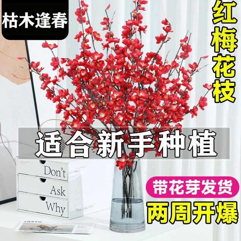 红梅鲜枝遇水四季开花绿梅花泡水开花雪柳鲜切干树枝室内水培饰品