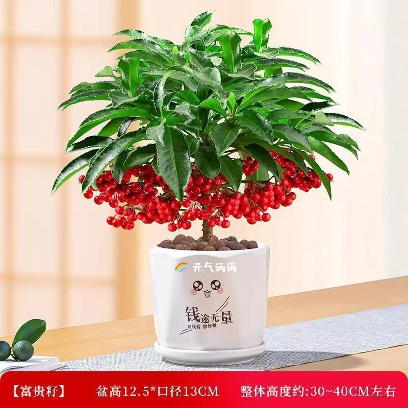 精品带花苞金玉满堂富贵籽盆栽黄金万两绿植办公室客厅庭院易养活