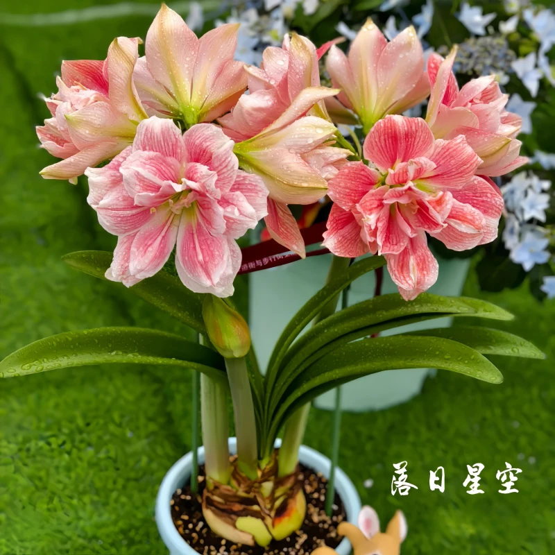 【包对版】进口正宗荷兰重瓣朱顶红四季开花室内外阳台盆栽种球好养