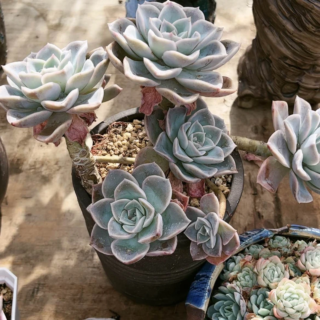 【闪购商品】苍**霞哈利喔森