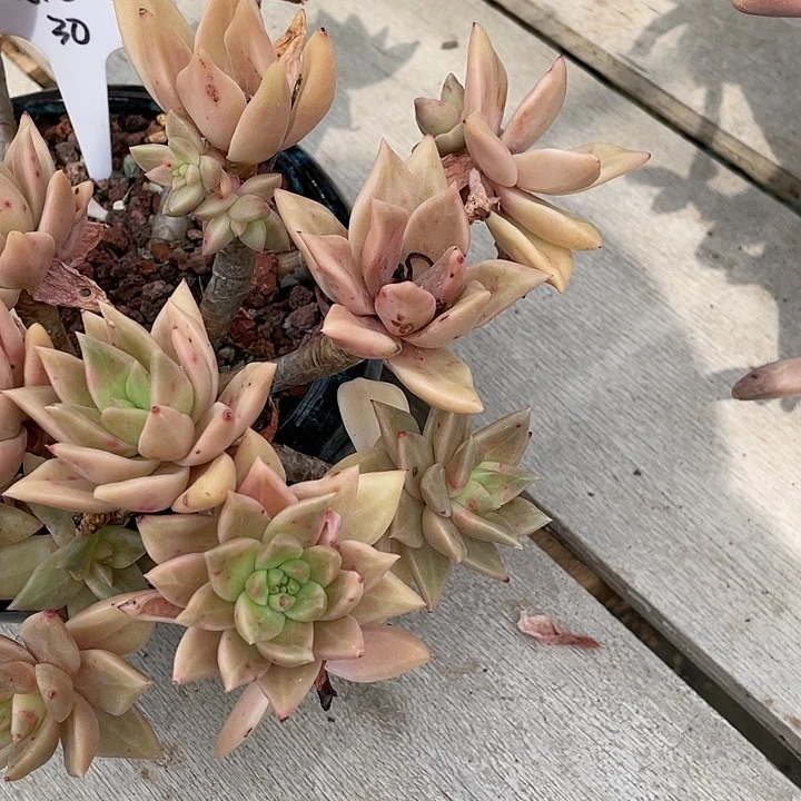 表丽娜脱土发货,有瑕疵,不售后