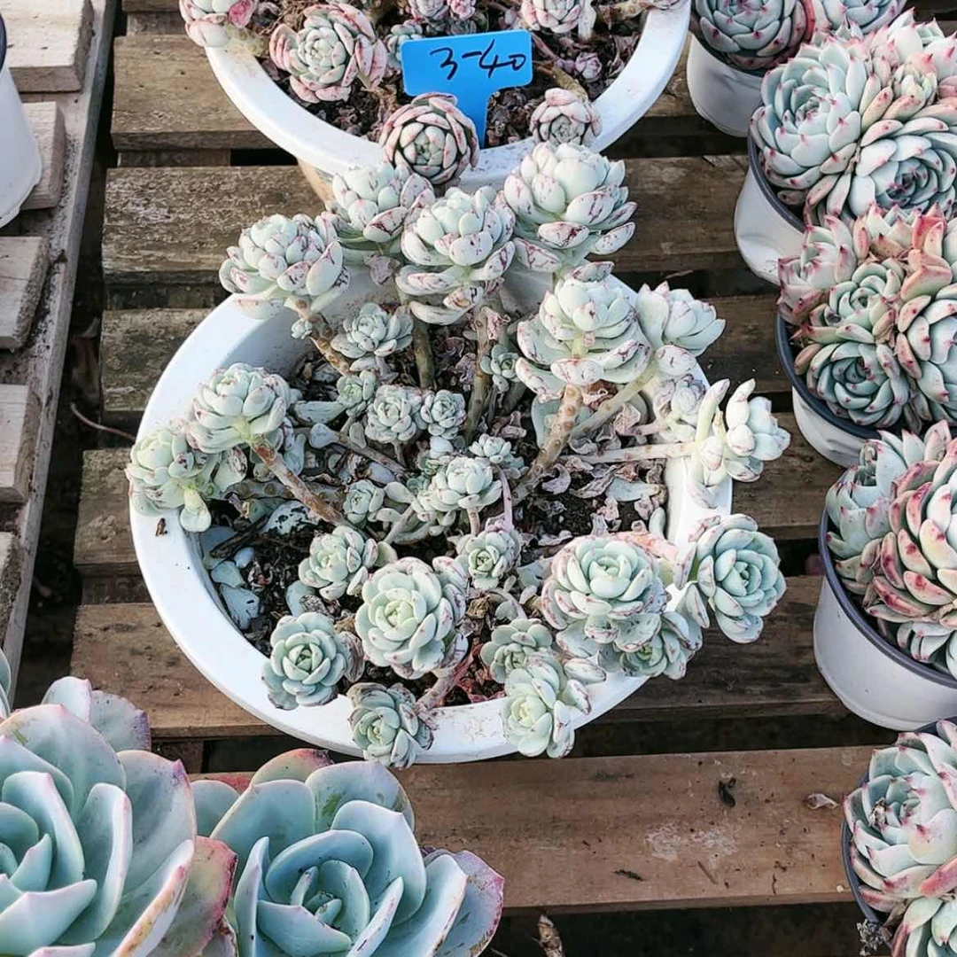 【闪购商品】3.40香草