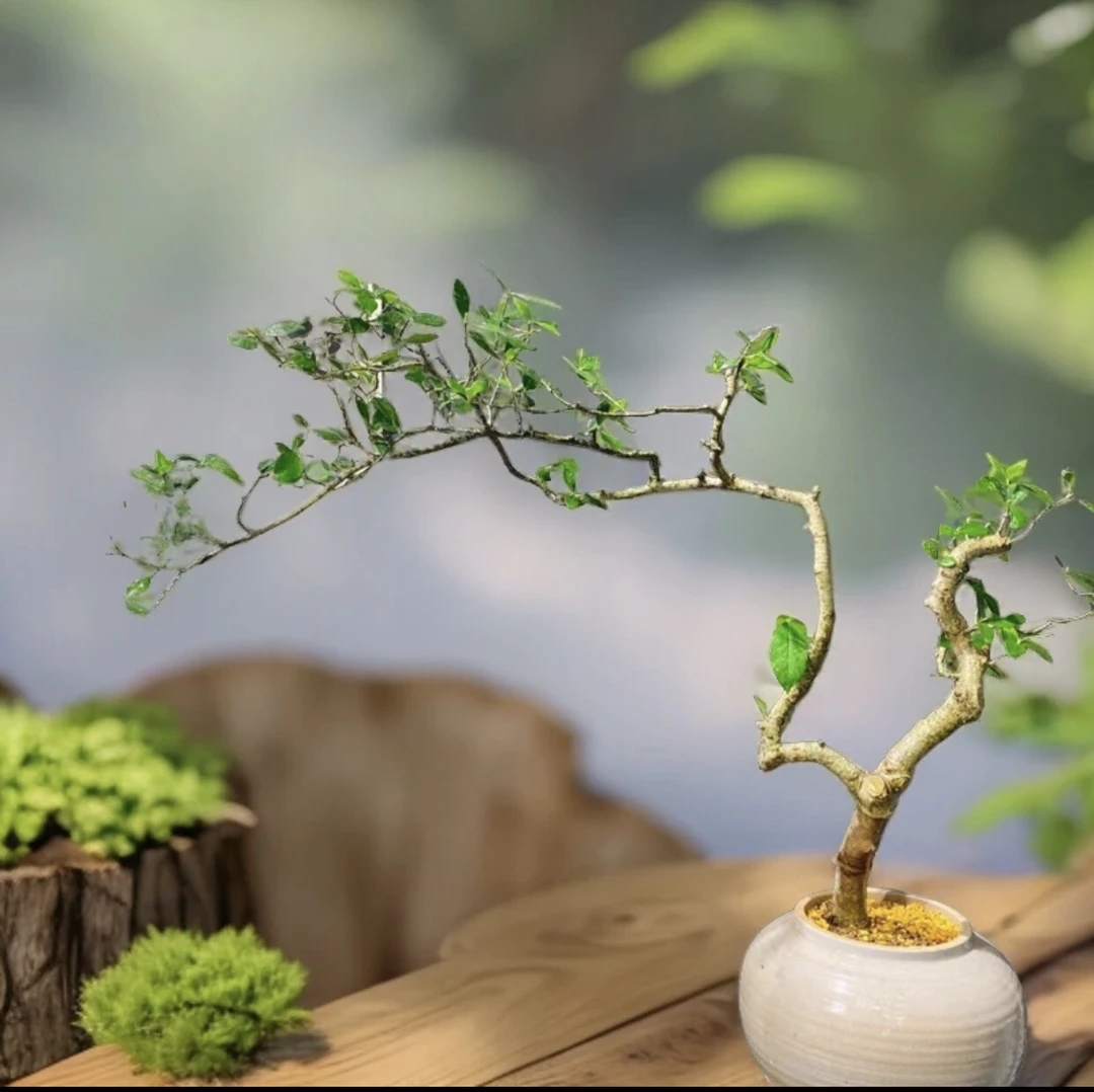 春花，栀子花，桃金娘盆景素材直播间一物一拍