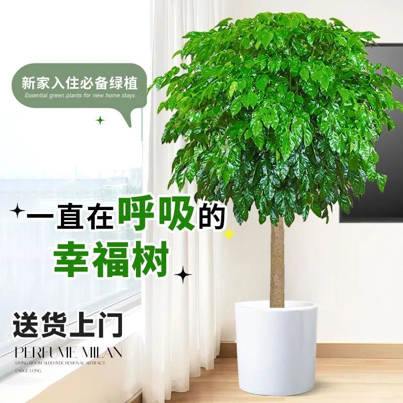 幸福树盆栽大棵特大号客厅平安树绿植绿宝植物四季常青开业乔迁