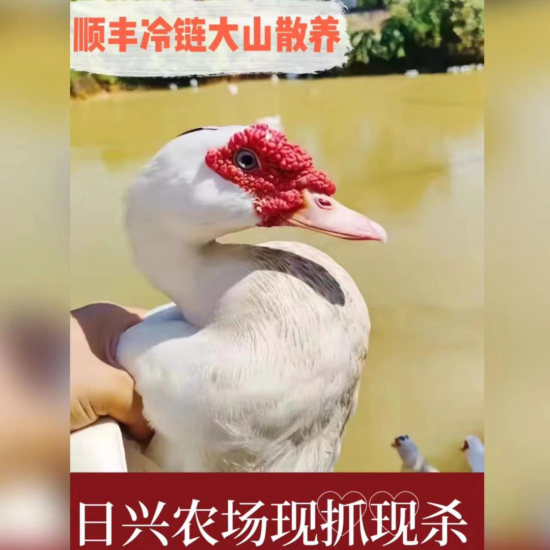 【直播现称】 1号老番鸭改价链接