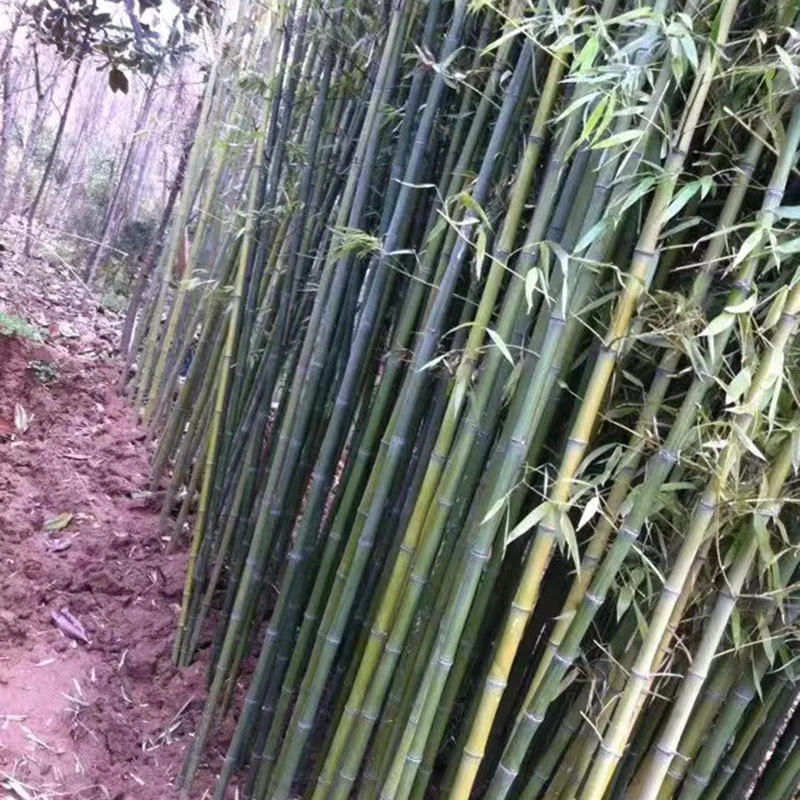 毛竹 竹子苗批发庭院盆栽耐寒紫竹金镶玉罗汉竹黄金竹四季青竹