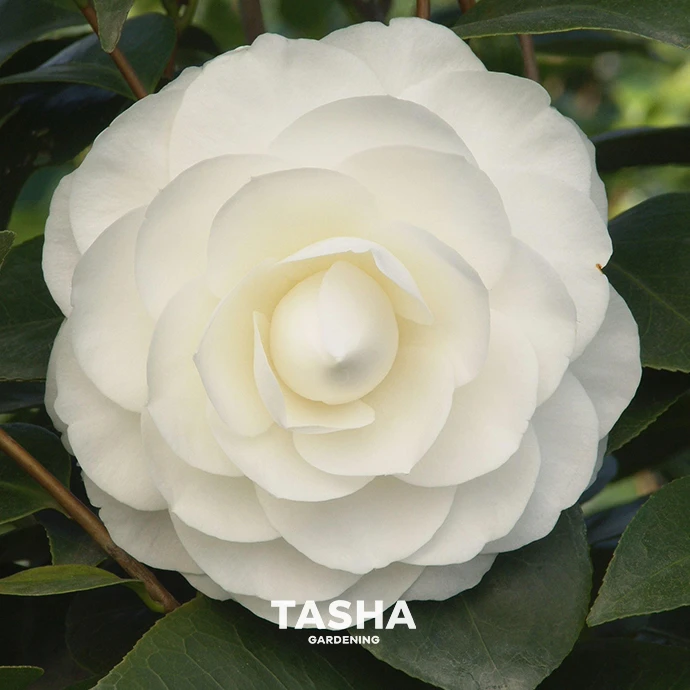 茶花东方亮 海宁发货盆栽植物庭院室内好养木本山茶重瓣 直播