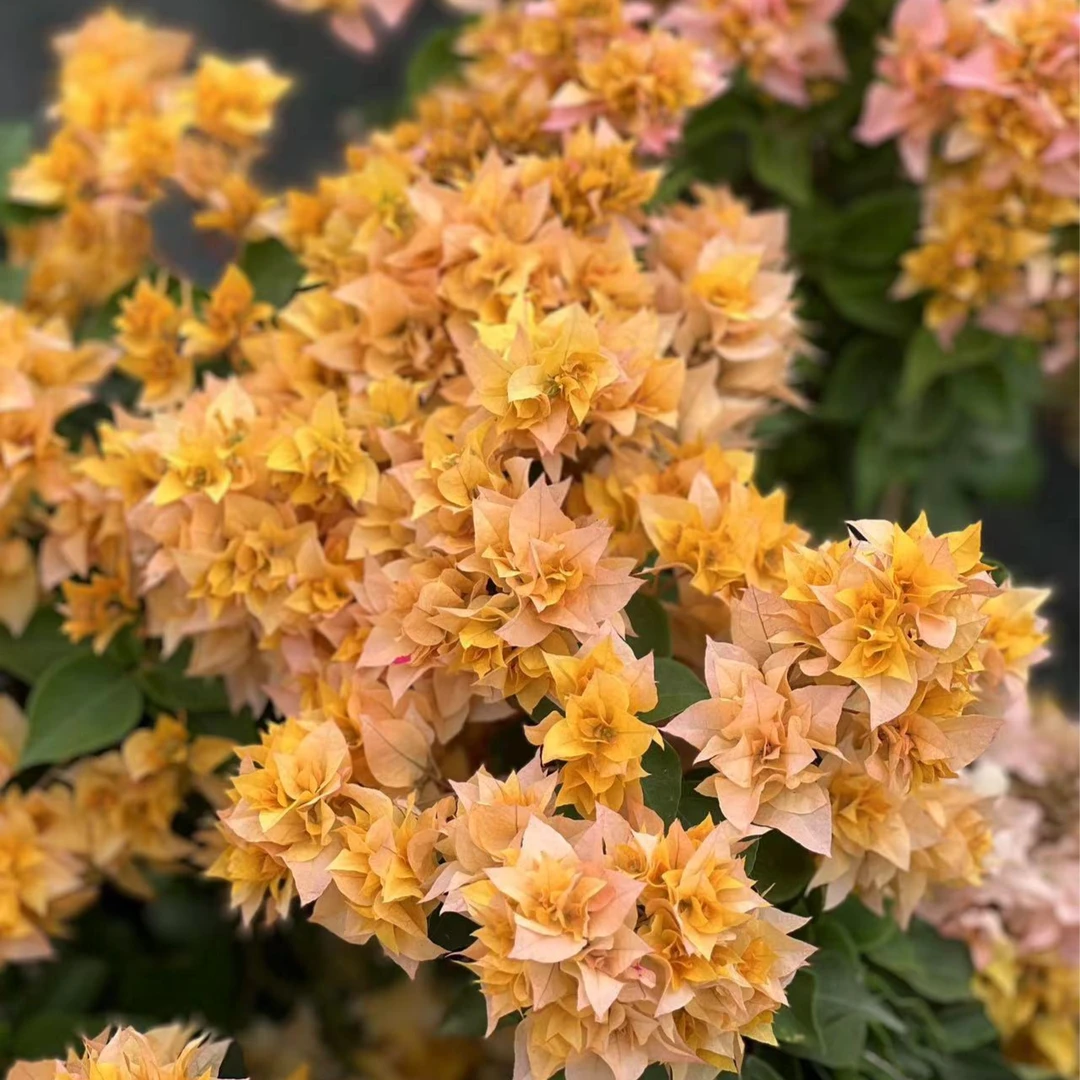 三角梅重瓣黄 盆栽阳台花卉开花植物 直播