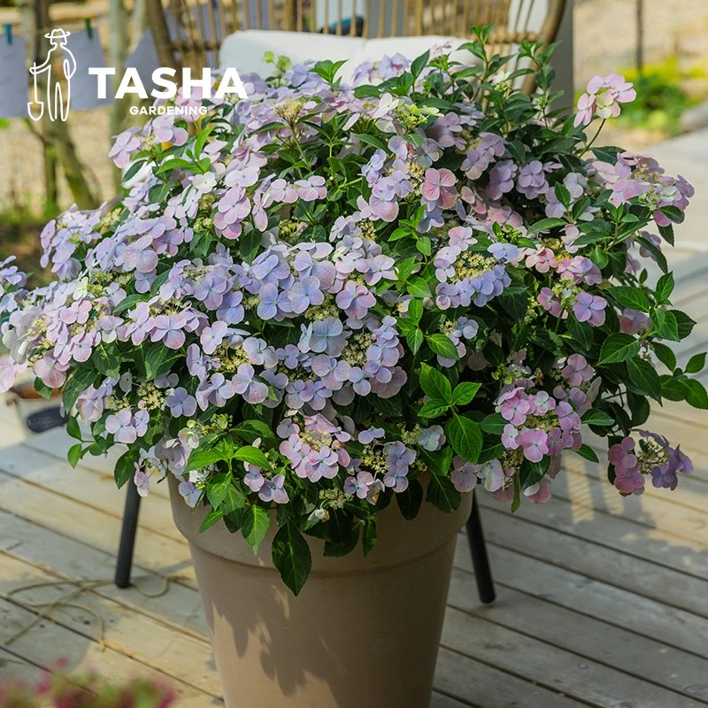 塔莎的花园绣球综合阳台盆栽新手大花绣球花卉好养夏秋花园