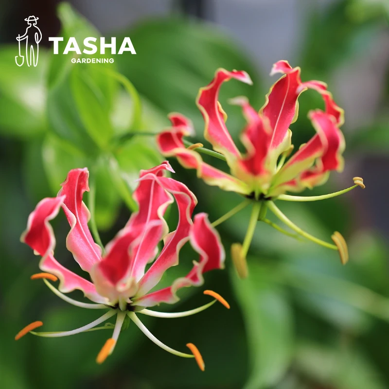 塔莎的花园嘉兰百合地栽盆栽多年生家庭阳台花卉绿植好养种球
