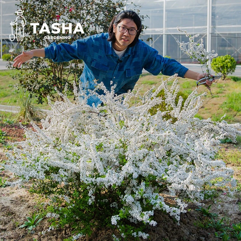 塔莎的花园黄金喷泉绣线菊盆栽花灌木重瓣菱叶小手球庭院花卉好养