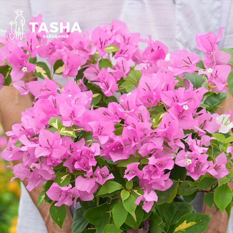 【直播】三角梅金心双色  盆栽阳台花卉开花植物 直播