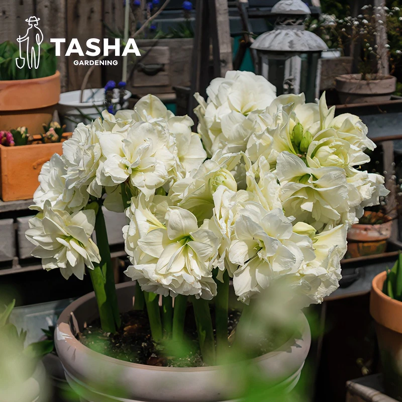 塔莎的花园朱顶红自然球国产球根花卉阳台观赏室内