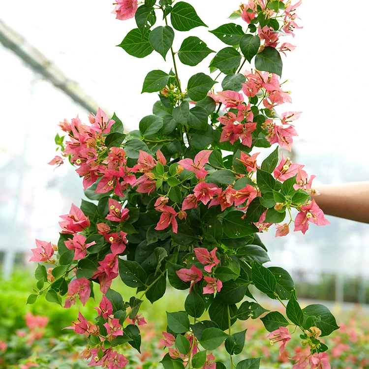 三角梅布里扎 盆栽阳台花卉开花植物 直播