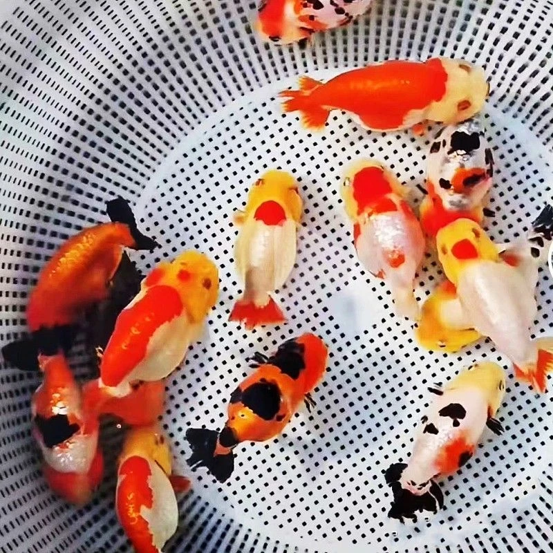 兰寿，将军狮观赏鱼