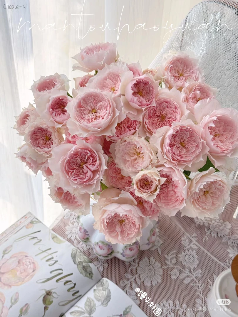 ［好物鲜花］稀有莫妮卡戴维10支 两单包邮