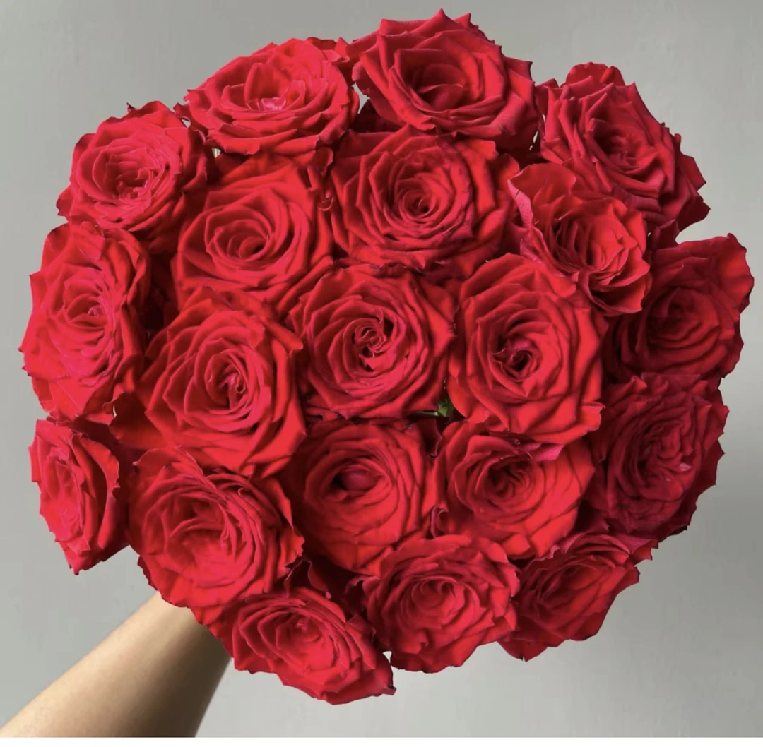 [好物鲜花]珍爱红玫瑰 两单包邮