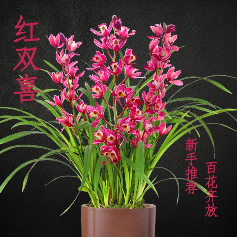 兰花艺草精品建兰【红双喜】兰花室内外阳台浓香花卉绿植园艺盆栽