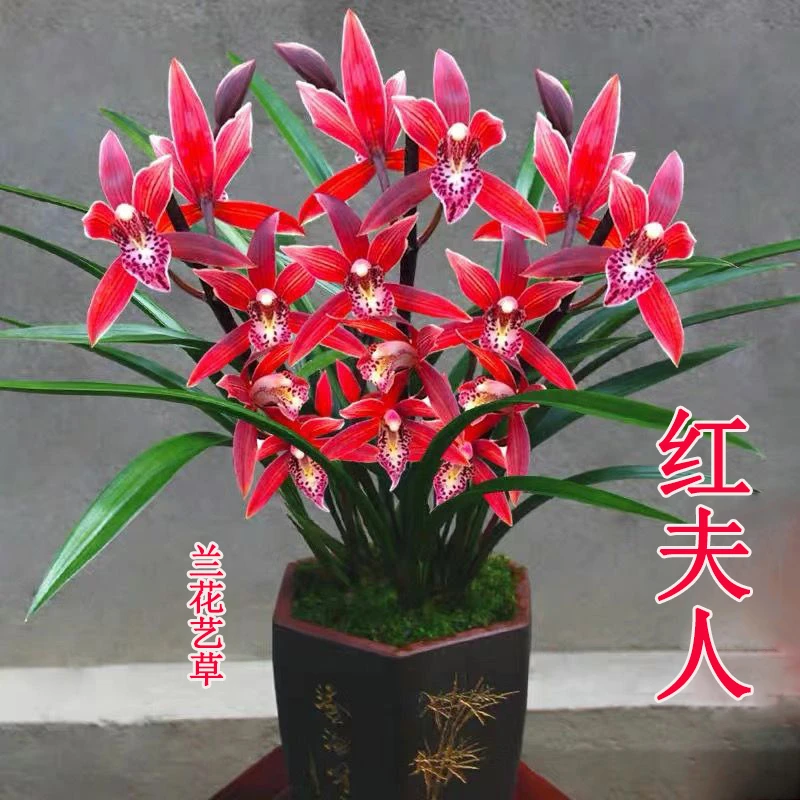 兰花苗四季建兰高端【红夫人】开花浓香好易养室内绿植花卉盆栽