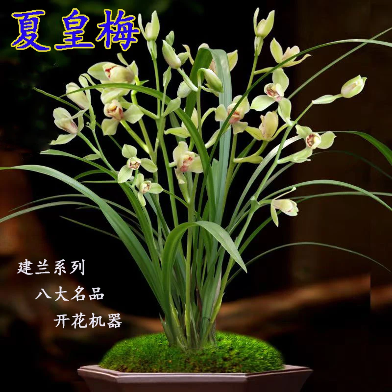 兰花苗建兰系列【夏皇梅】浓香花卉绿植物盆栽室内阳台庭院盆景盆栽