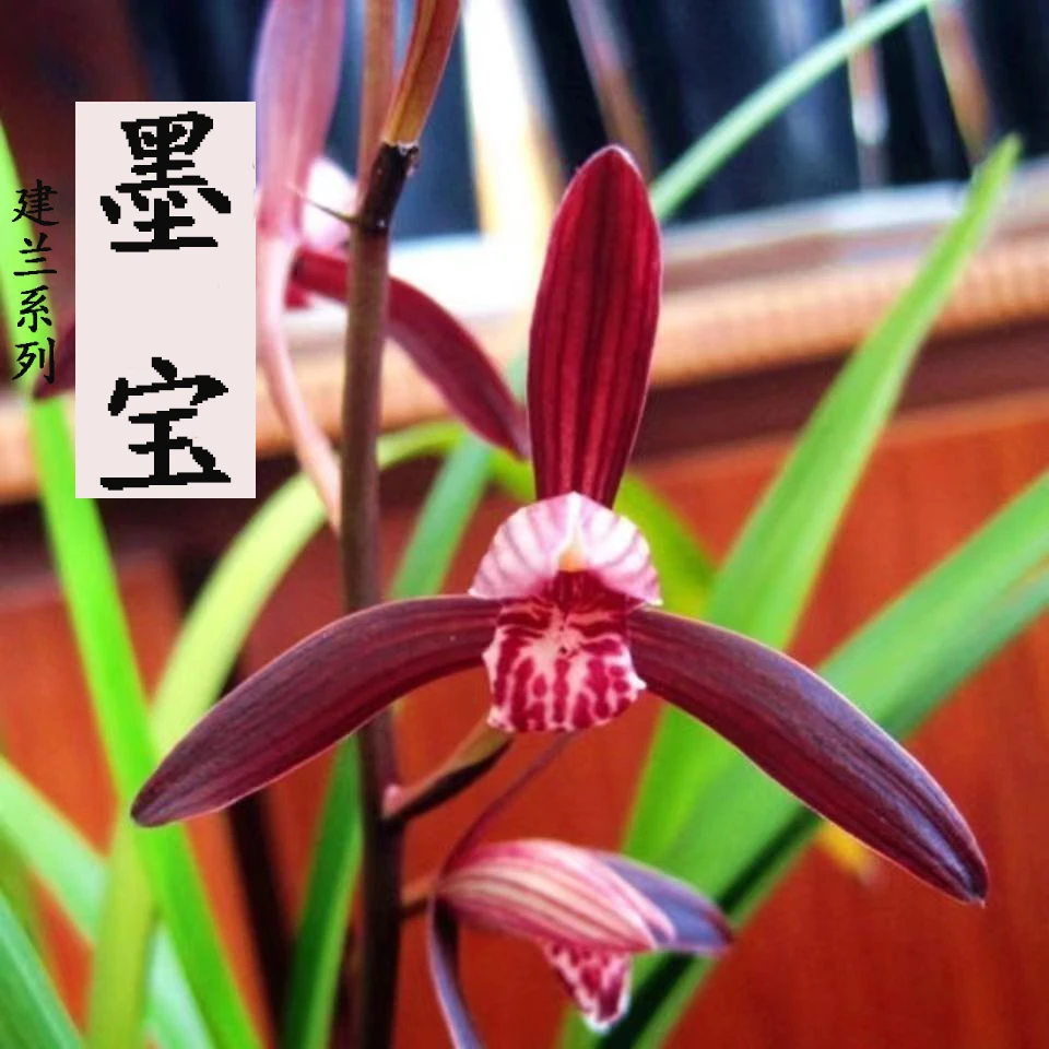 建兰兰花草【墨宝】壮苗发出浓香型好养易活四季室内花卉绿植盆栽