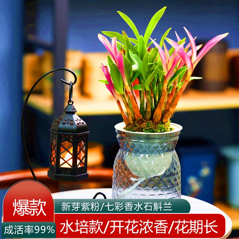 懒人款七彩香水石斛兰盆栽室内桌面绿植花卉四季好养活开花浓香型