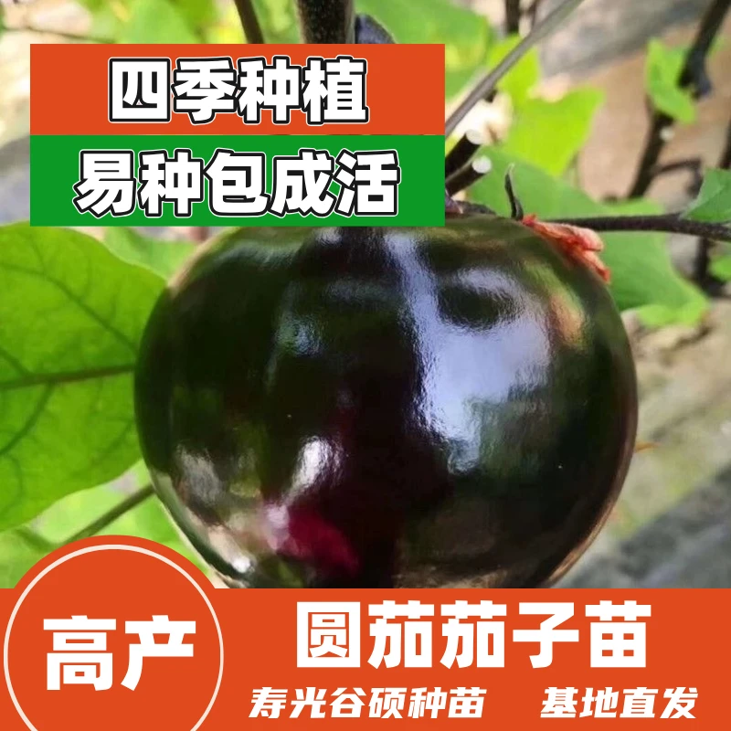 圆茄苗紫圆茄苗蔬菜苗茄子苗高产耐寒四季种植盆栽地栽穴盘苗阳台