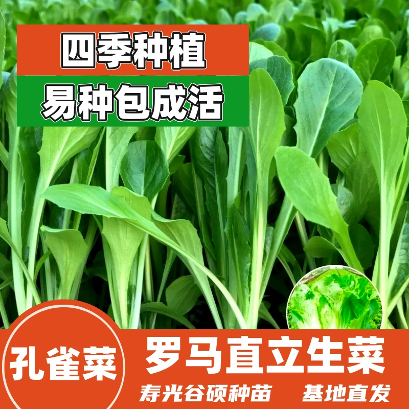 孔雀菜苗罗马直立生菜苗耐寒可生吃冬季盆栽阳台高产带土发货寿光