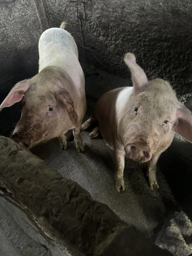 顺丰包邮【猪肉全品改价链接②】【现场称重】农村土猪肉