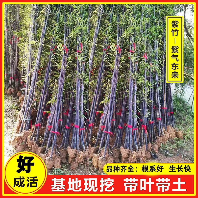 【买10送2】紫竹苗名贵品种墨竹黑竹庭院四季常青耐寒耐旱绿色北方